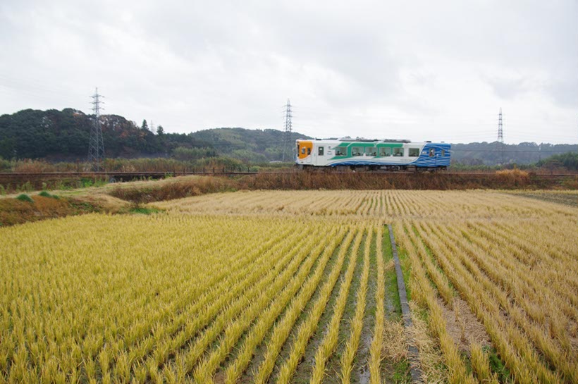 刈り穂の田