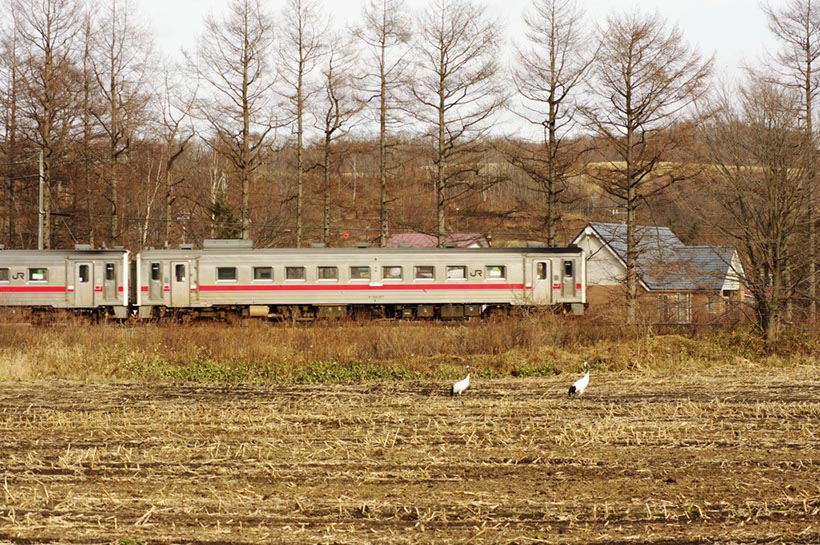 丹頂もお見送り