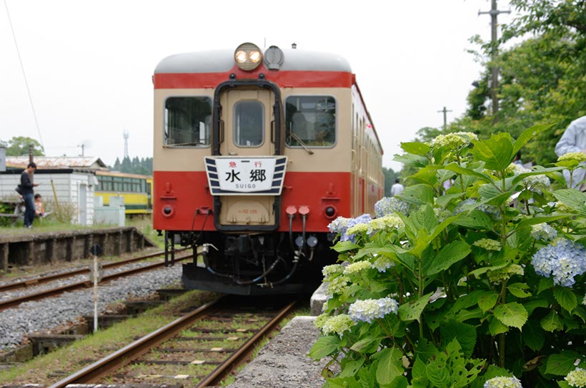 あじさいと気動車