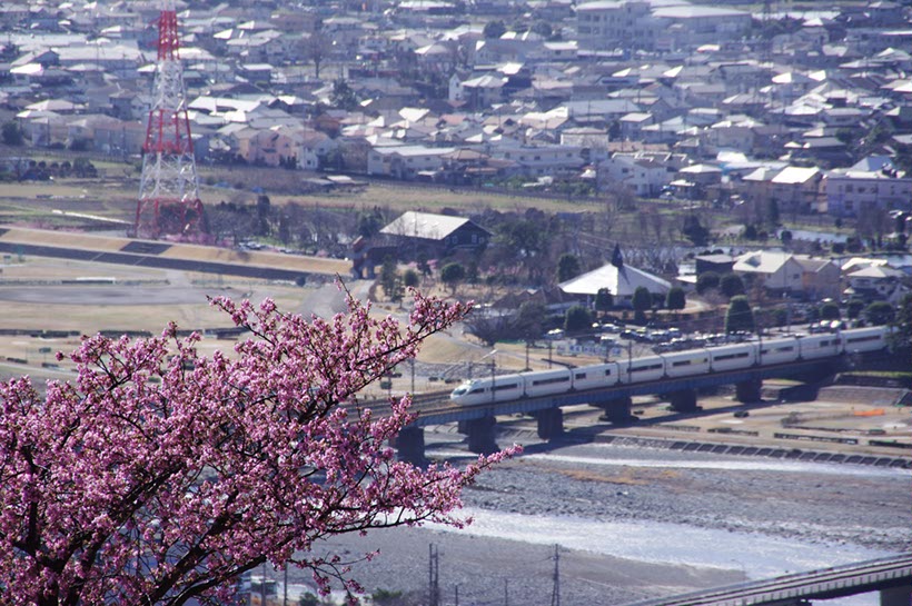 ‘河津桜’とロマンスカー