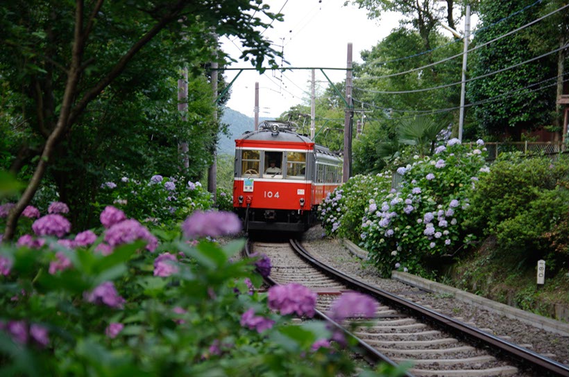 あじさい電車3