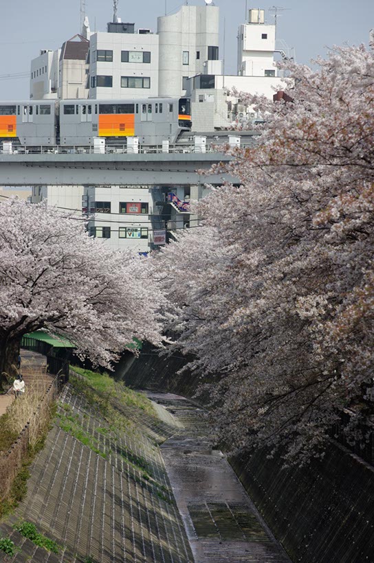 乞田川の桜