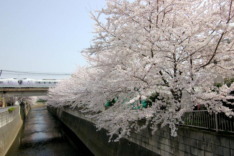 神田川の桜並木