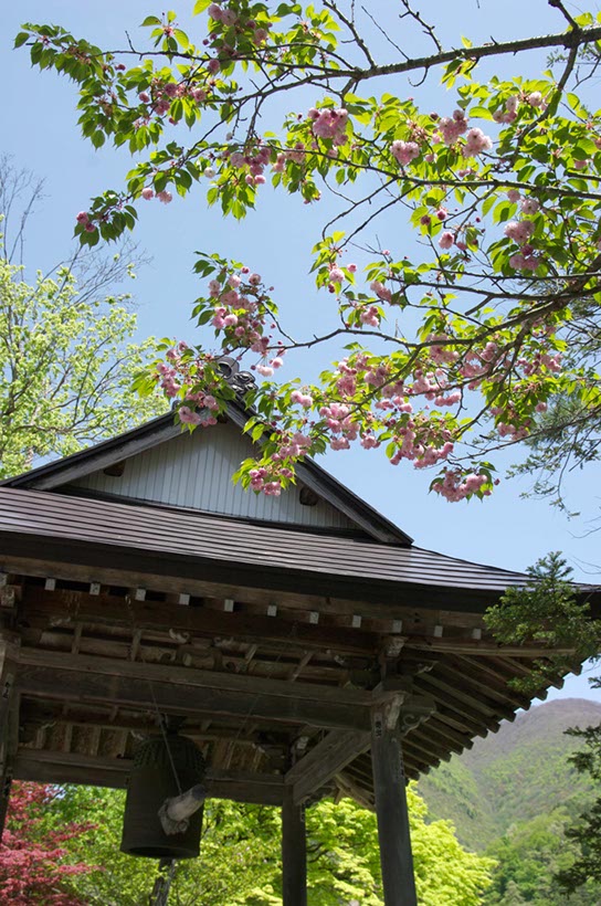 白川郷の太田桜2(岐阜県)