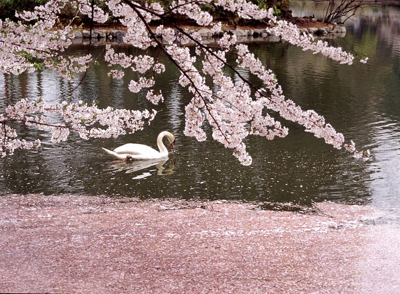 白鳥と花筏(長野県)