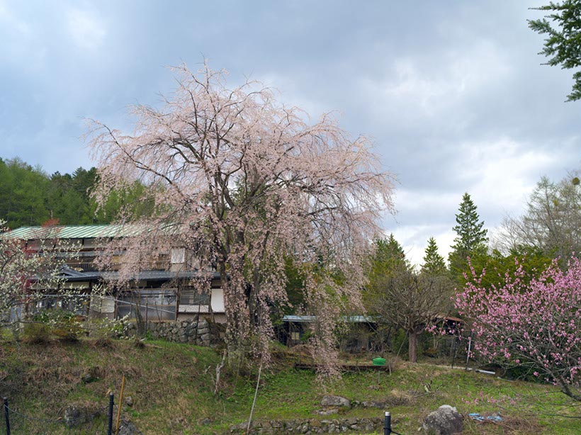 一ノ瀬高原の‘枝垂れ桜’(山梨県)