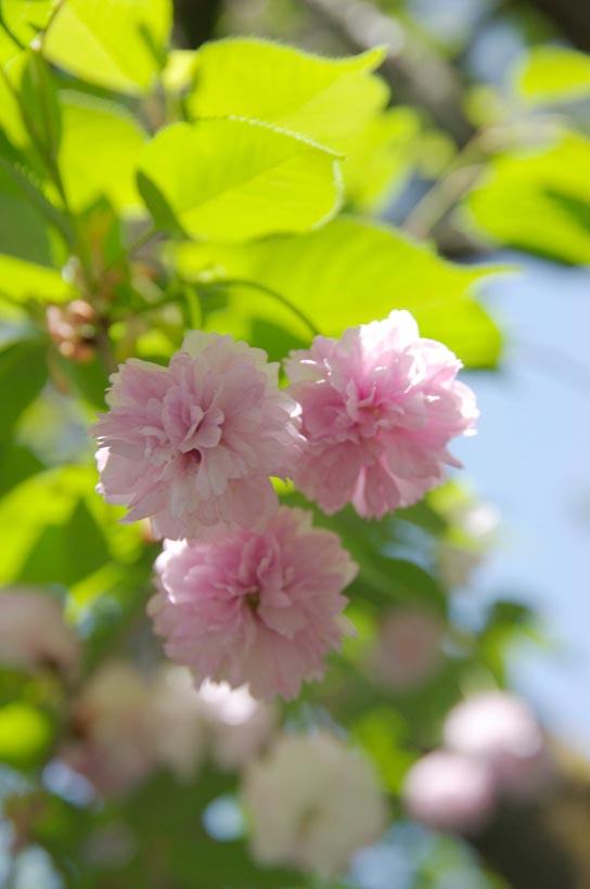 白川郷の太田桜(岐阜県)