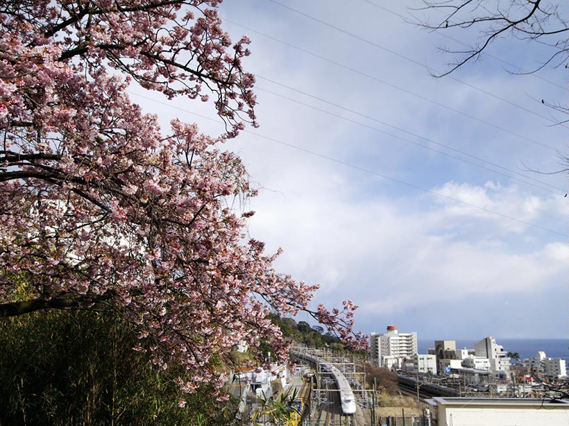 ‘熱海桜’と新幹線(静岡県)