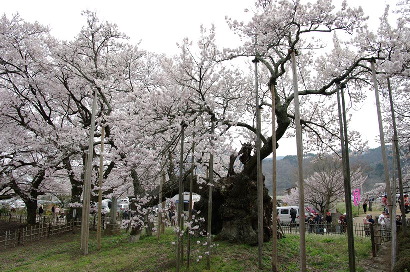 山高神代桜(山梨県)