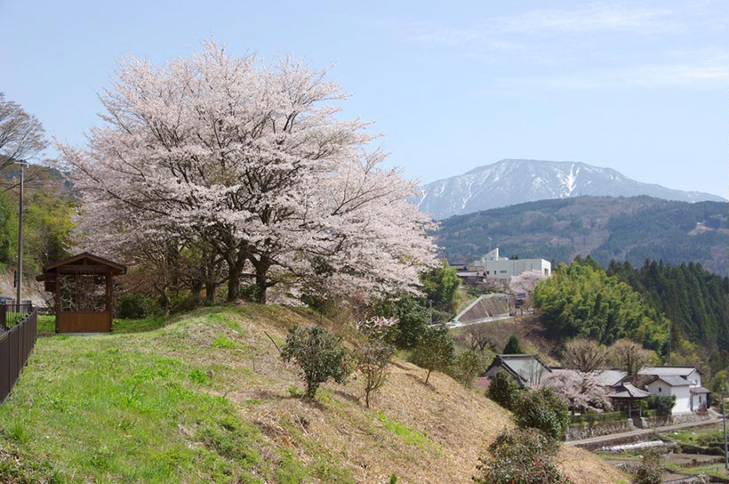 南木曾の桜(長野県)