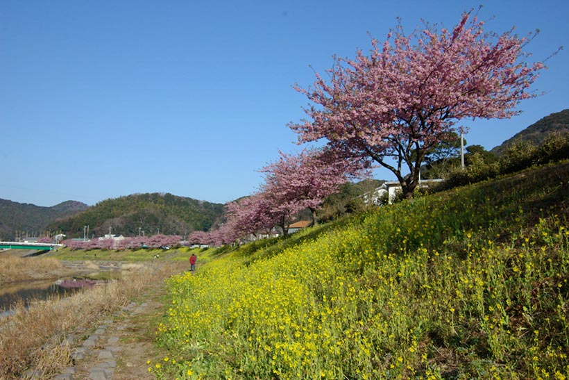みなみの桜(静岡県)