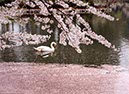 白鳥と花筏(長野県)