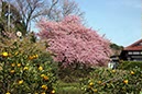 河津桜とオレンジ(静岡県)