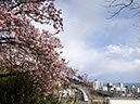 ‘熱海桜’と新幹線(静岡県)