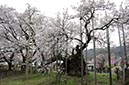 山高神代桜(山梨県)