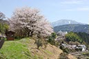 南木曾の桜(長野県)