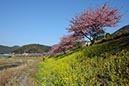 みなみの桜(静岡県)