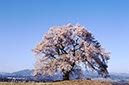 わに塚の桜(山梨県)