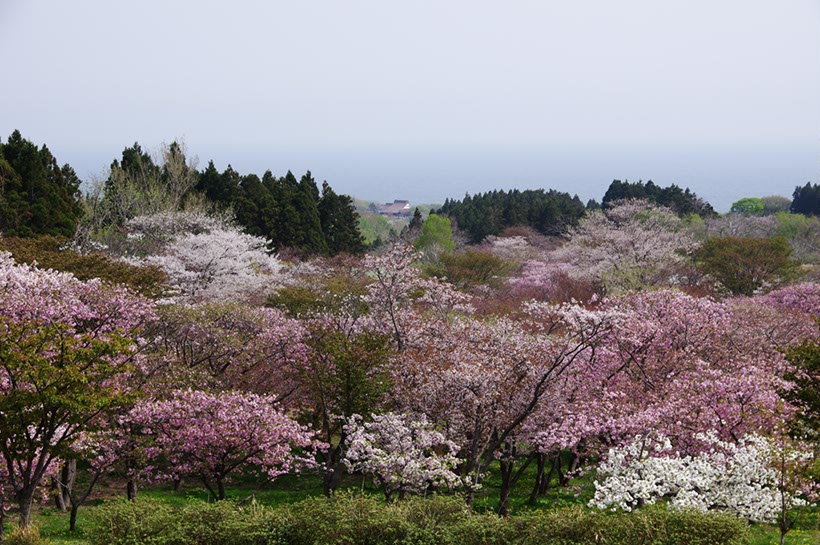 松前公園