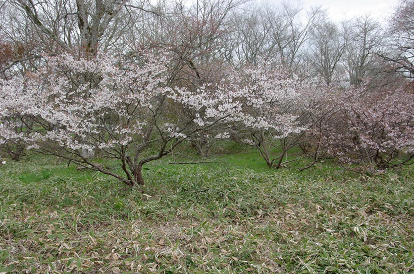 中標津森林公園のチシマザクラ