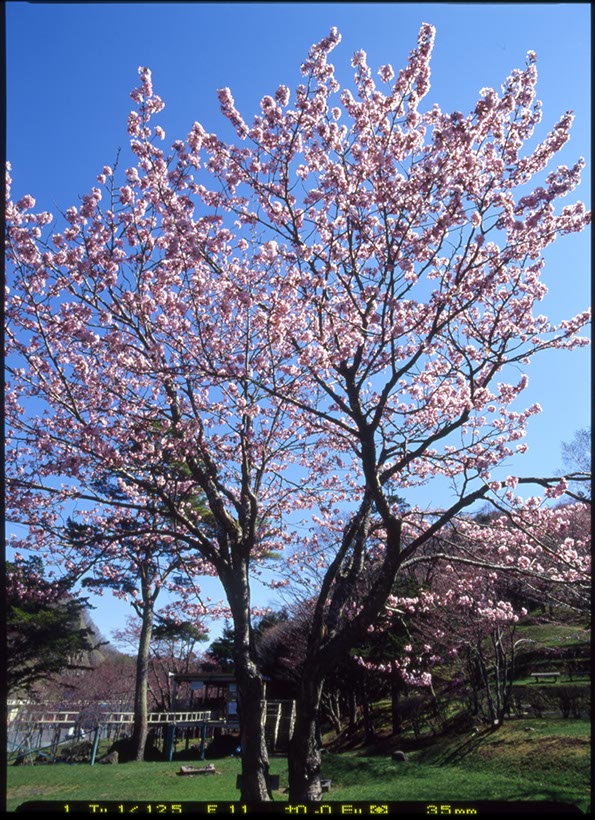 子野日公園2