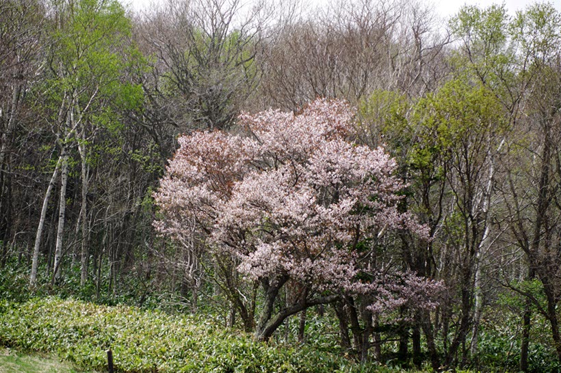 宗谷丘陵