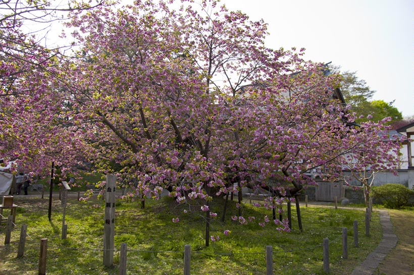 血脈桜