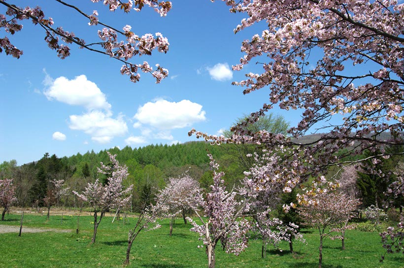 一目千本桜