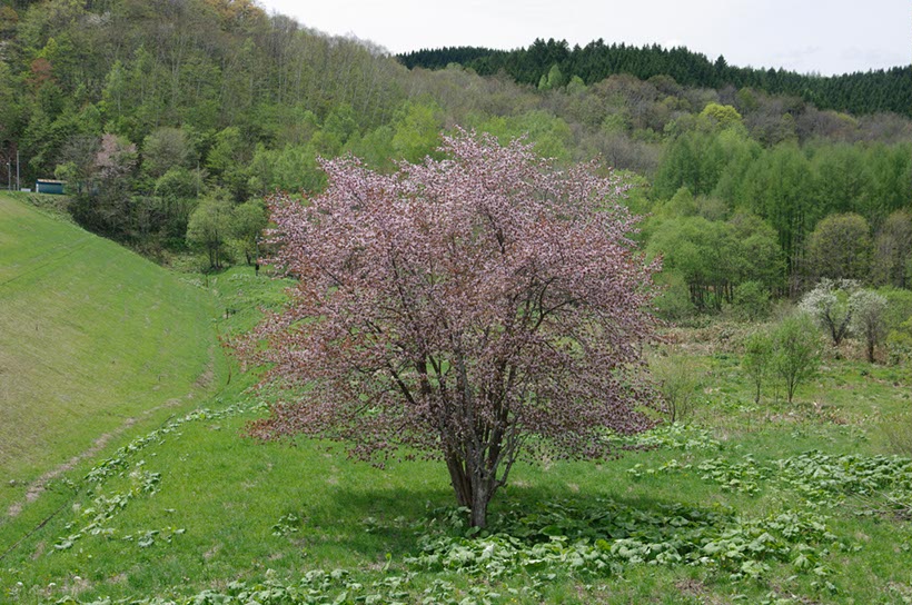 幌加内山中