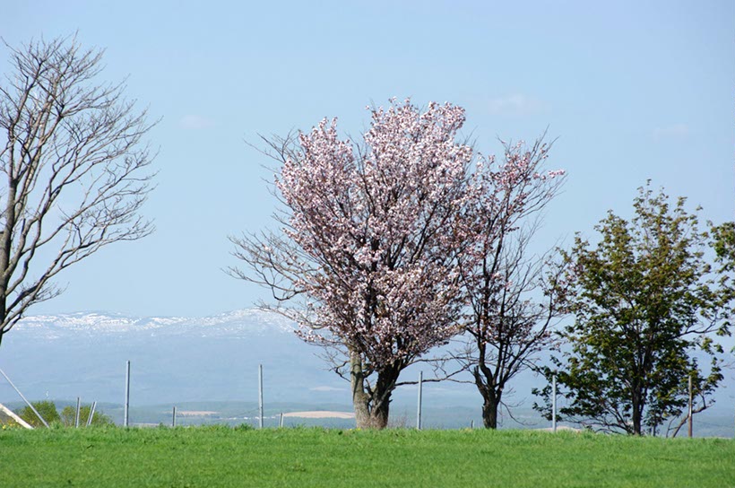 士別の桜