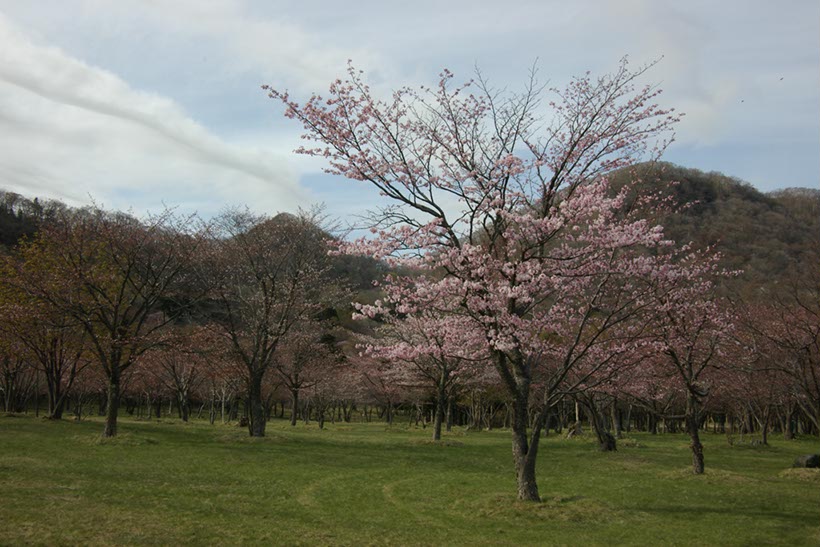 庶野さくら公園