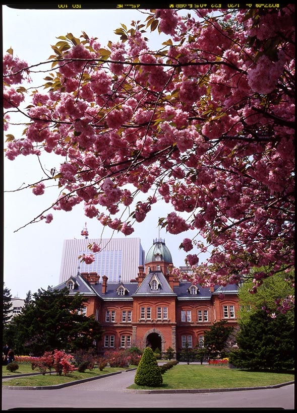 旧道庁の八重桜