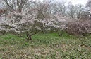 中標津森林公園のチシマザクラ