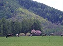 牛と桜