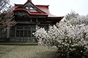 根室清隆寺のチシマザクラ