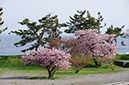津軽海峡と桜