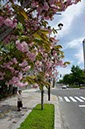 旭川市内の街路樹(‘寒山’)