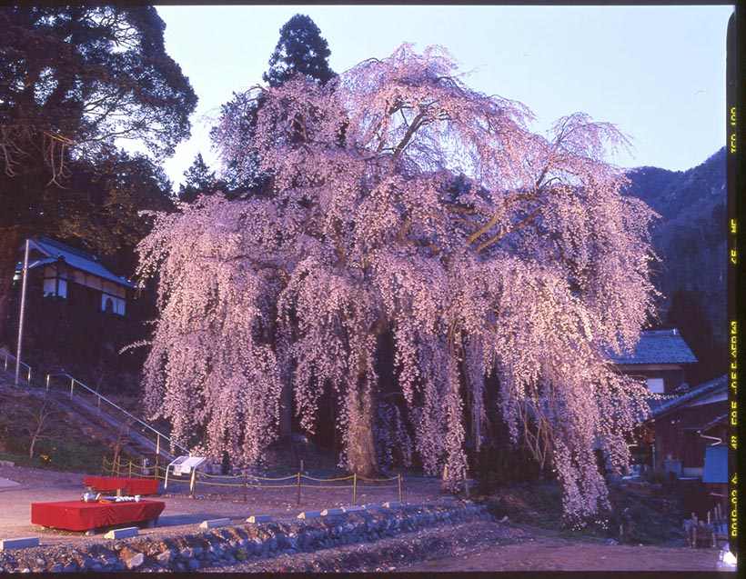 妙祐寺しだれ桜(小浜市 福井県)