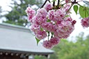 尾山神社兼六園菊(石川県)