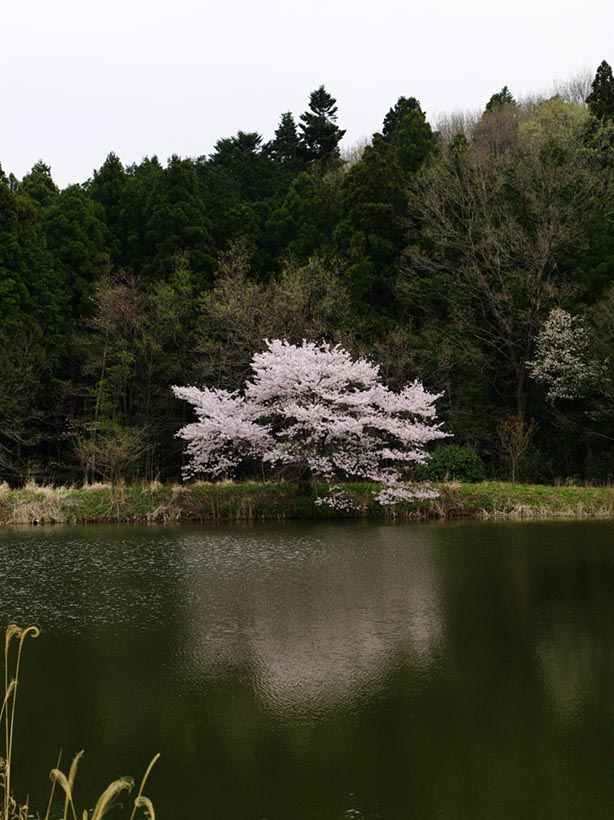 小さい沼2(埼玉県)