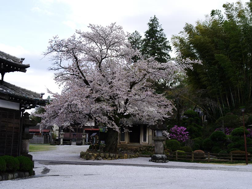 法恩寺の桜 (埼玉県越生町)
