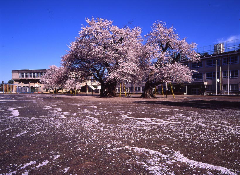 雨上がりの文様(茨城県)