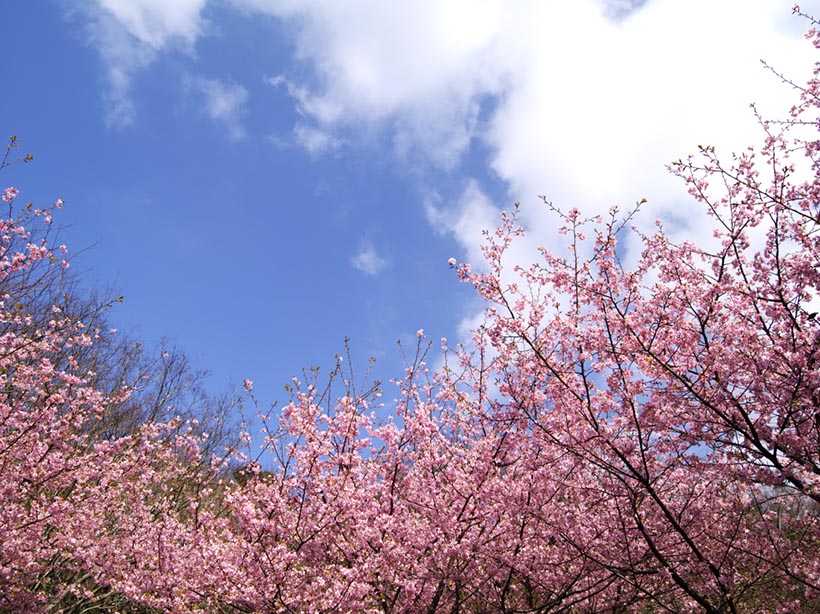 相模川畔の‘河津桜’(神奈川県)