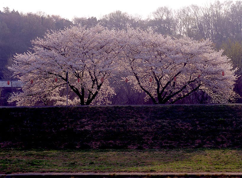 二本の桜(埼玉県)