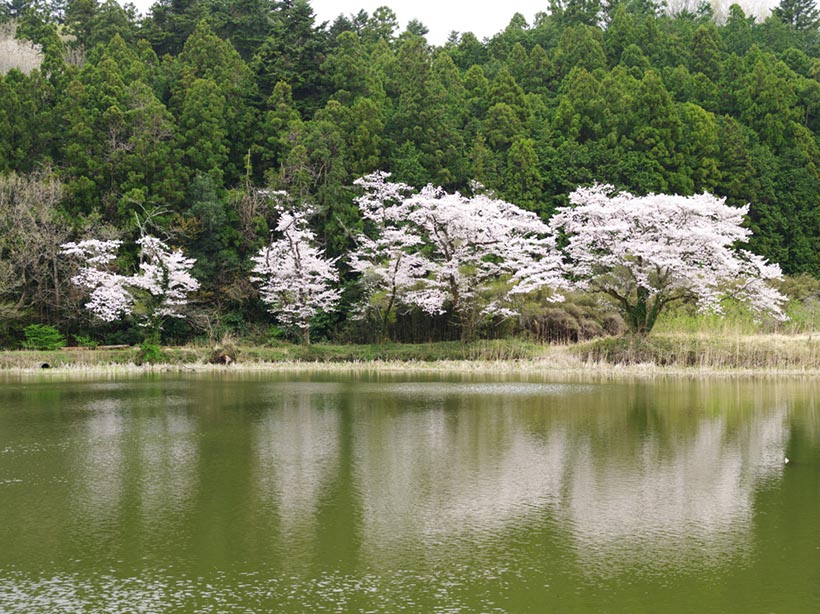 小さい沼1(埼玉県)