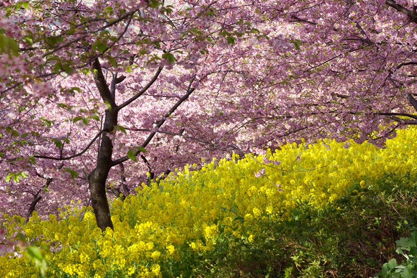 松田の‘河津桜’(神奈川県)