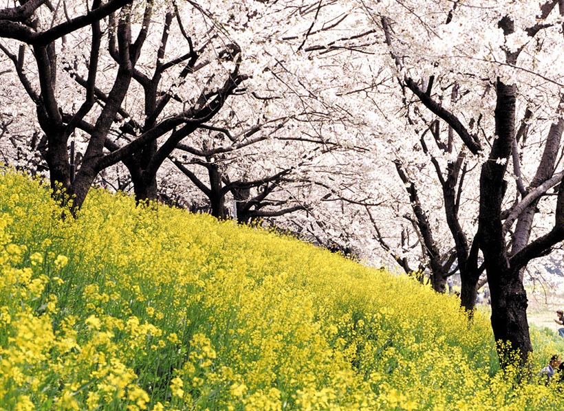 権現堂桜堤(埼玉県)