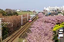 三浦海岸の桜並木(神奈川県)