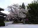 法恩寺の桜 (埼玉県越生町)