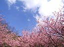 相模川畔の‘河津桜’(神奈川県)